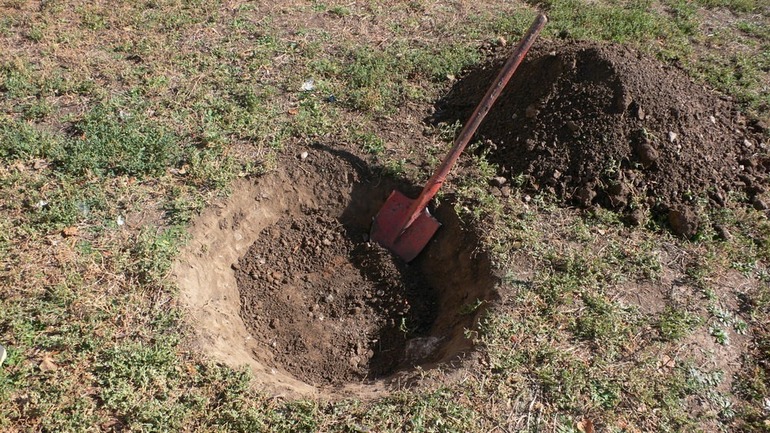 Preparing a pit for transplant