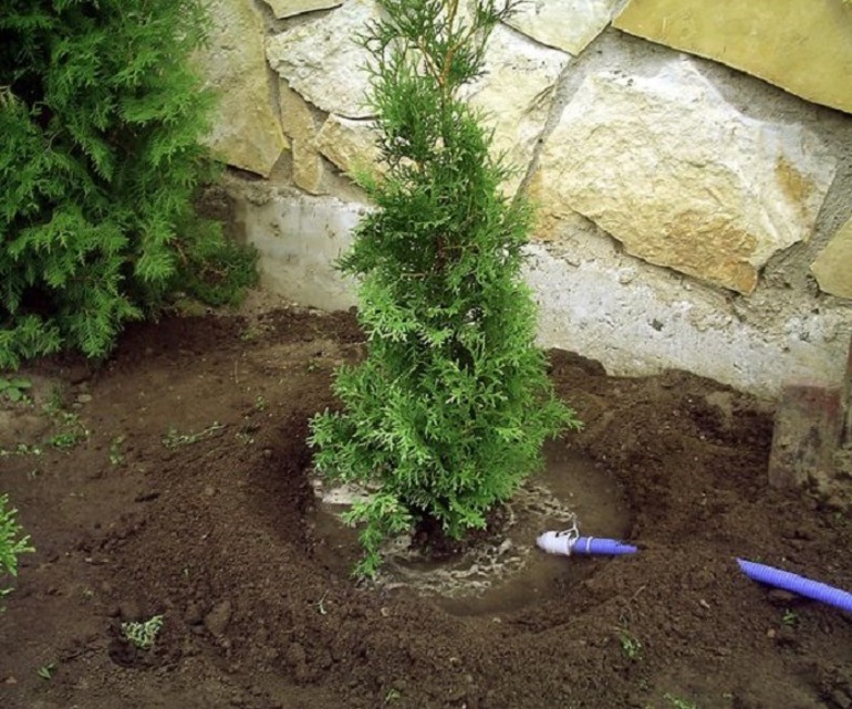 Watering thuja after transplant