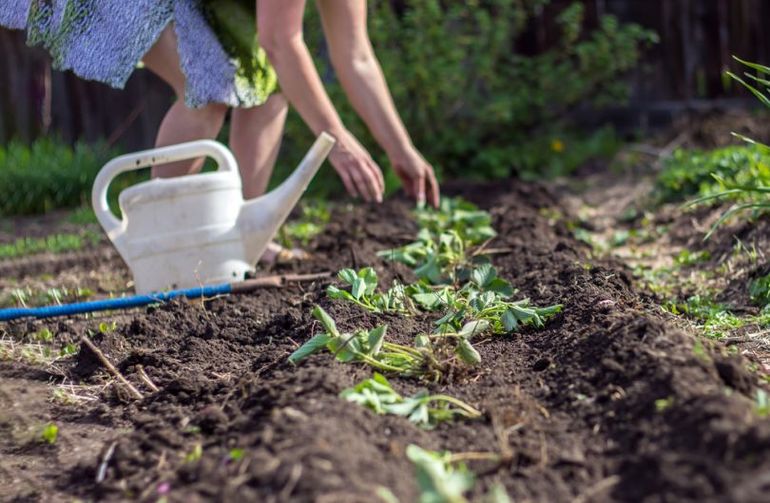 How to transplant strawberries in autumn