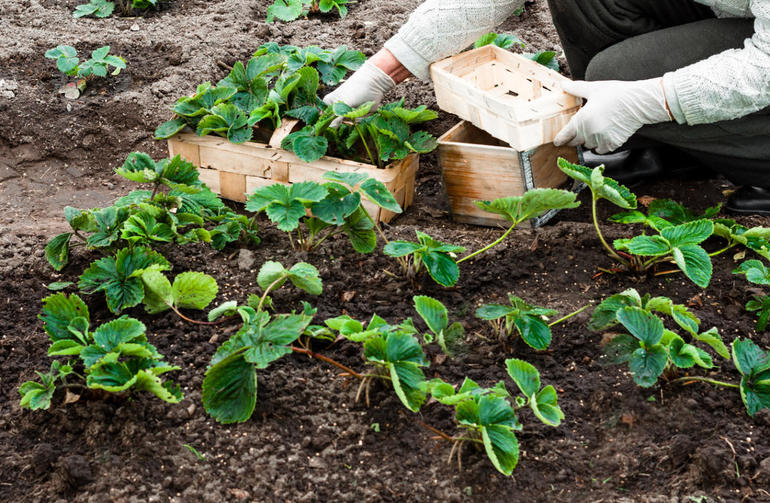 When to transplant strawberries in spring or autumn