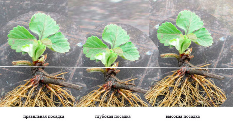 When to transplant strawberries in autumn