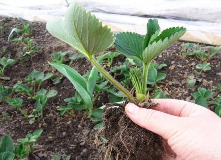 When can I transplant strawberries