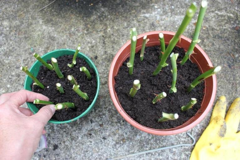 Planting cuttings in the fall