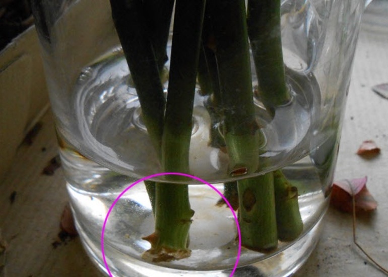 Method to propagate roses with cuttings in autumn
