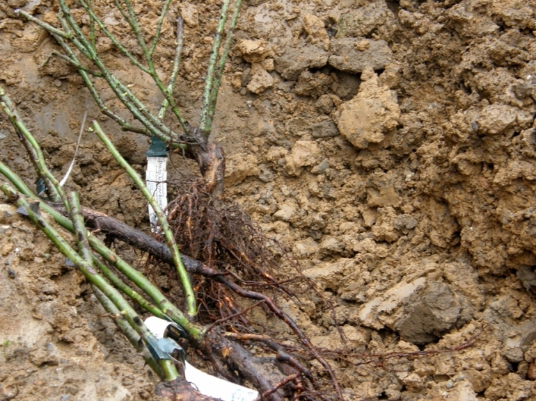 Winter storage of rose cuttings