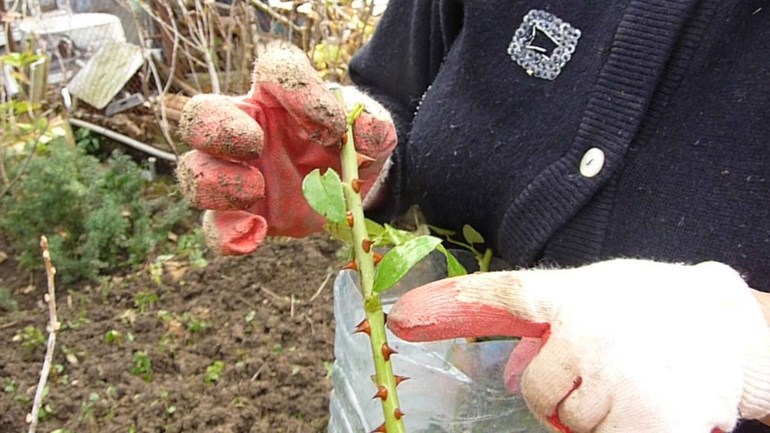 Shoots for making cuttings