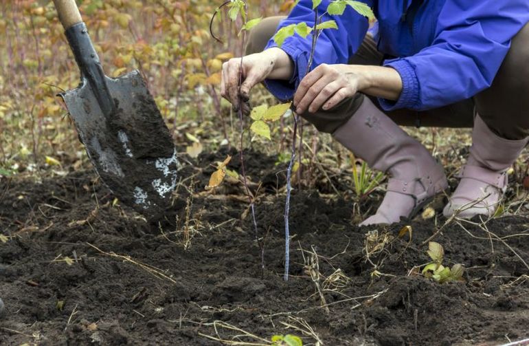  when to plant raspberries in spring or autumn