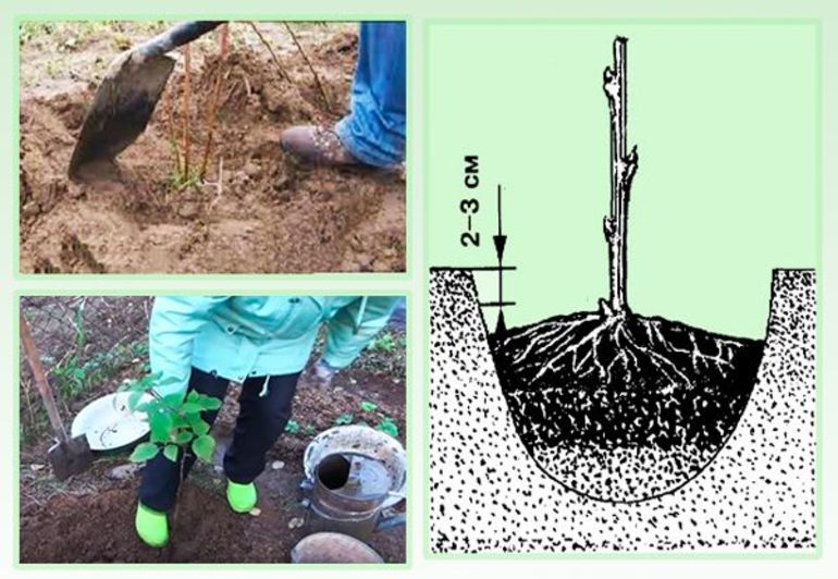  how to plant raspberries in the fall