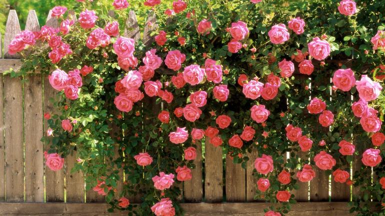 Shelter of roses for the winter in the suburbs