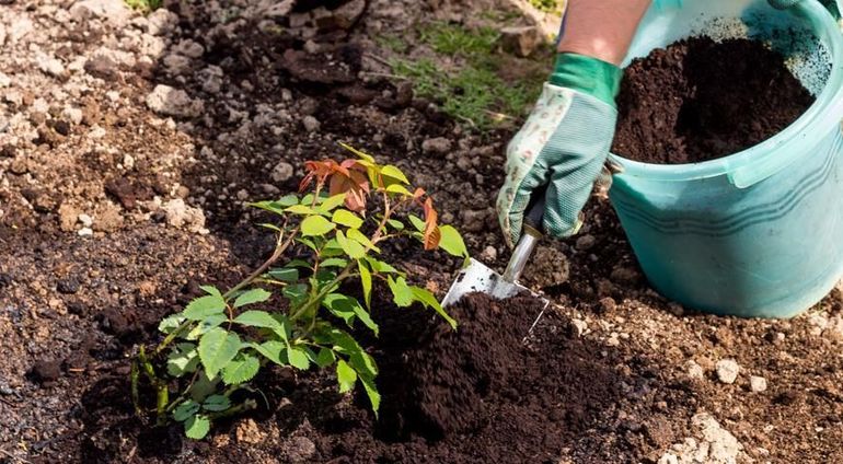 When to cover roses for the winter in the suburbs