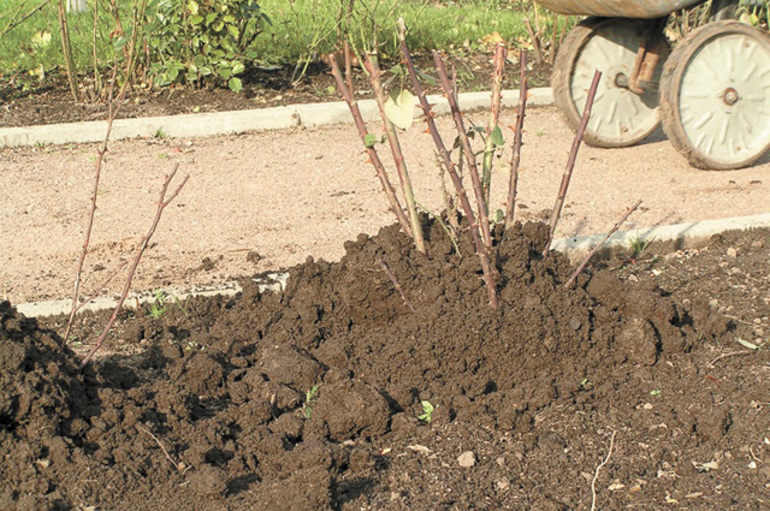 Hilling roses