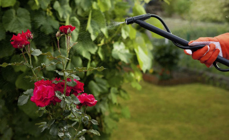 Rose processing