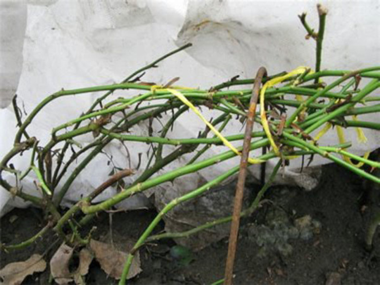When to cover roses in the suburbs