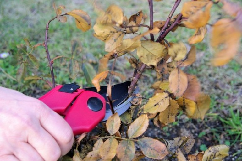 How to prepare roses for winter