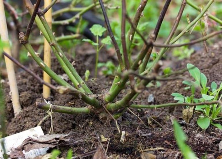 How to prepare roses for winter