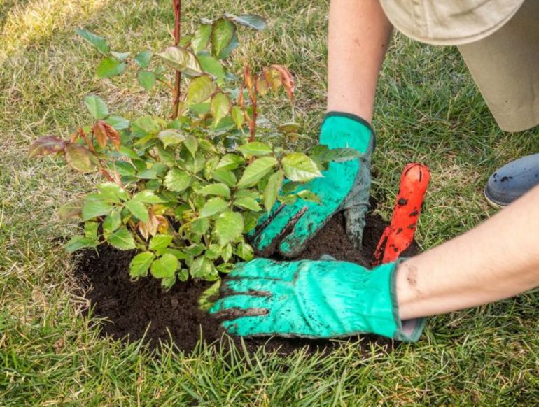 Preparing roses for winter
