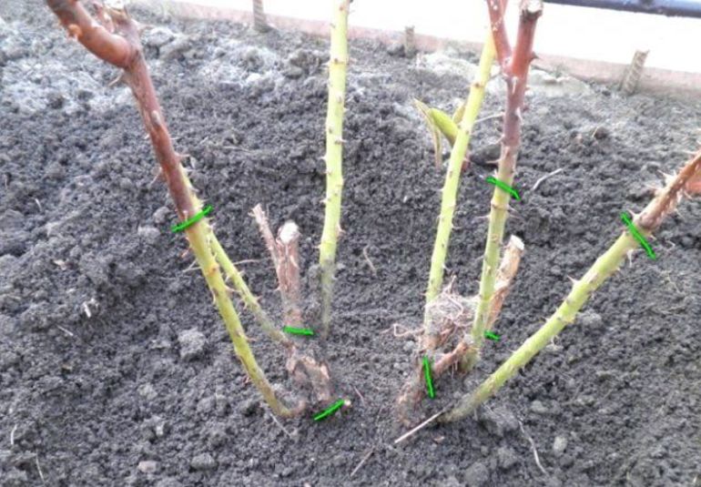 How to prepare roses for winter in the suburbs