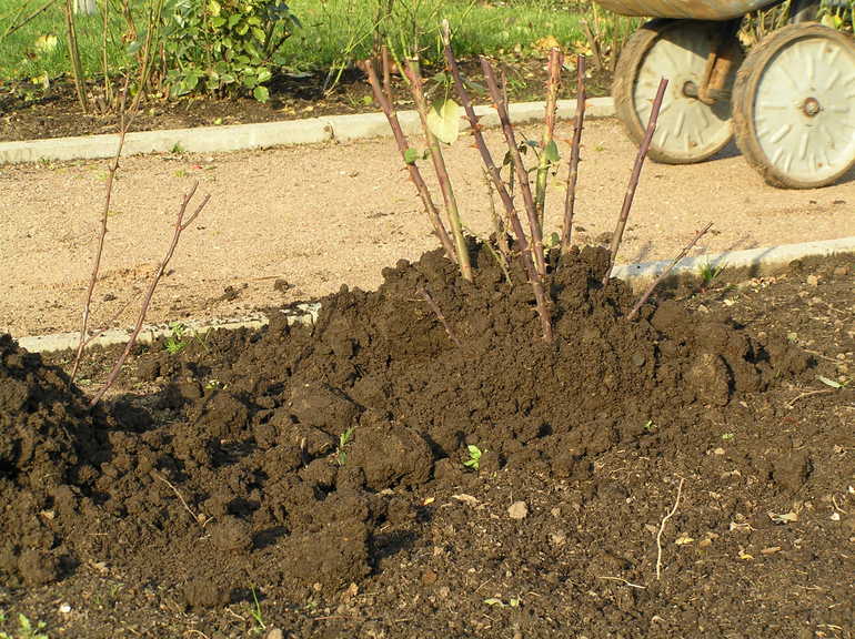 Preparing roses for winter in Ukraine