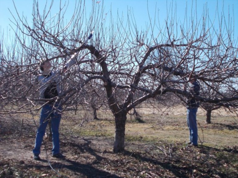 Apple pomlađivanje
