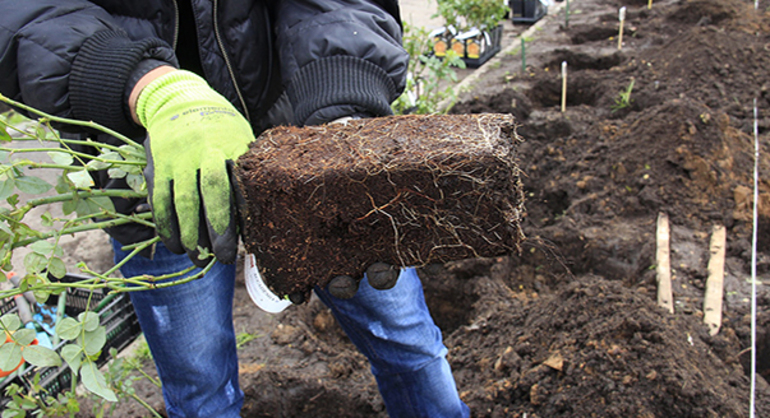 How to prepare roses for winter in Ukraine