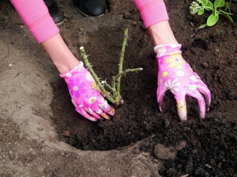Pruning roses in the fall