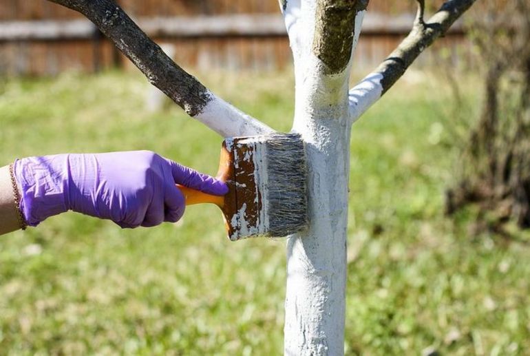 Ways to whitewash trees
