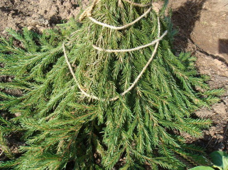 Traditional strapping