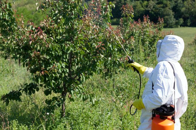 How to spray trees