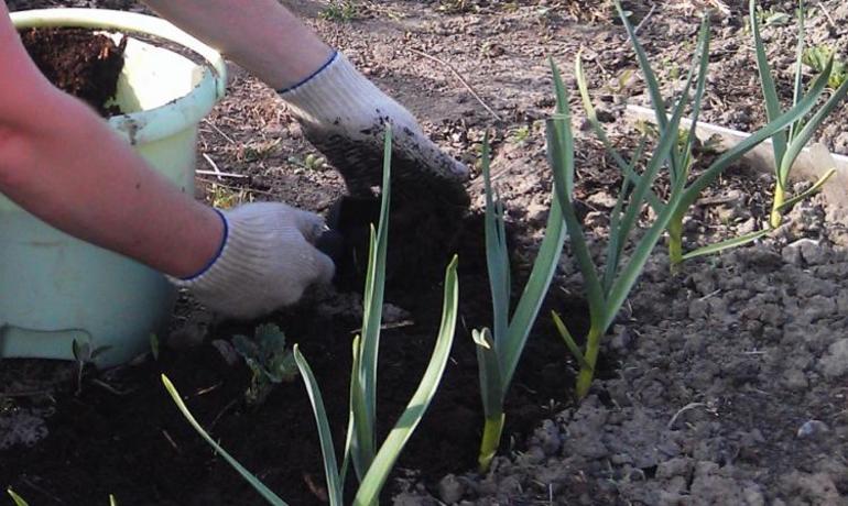 The rules for planting garlic