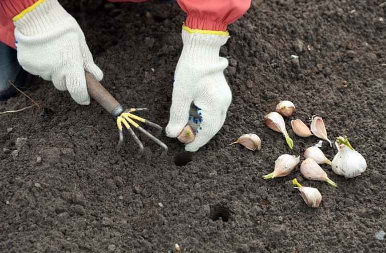 How to plant garlic