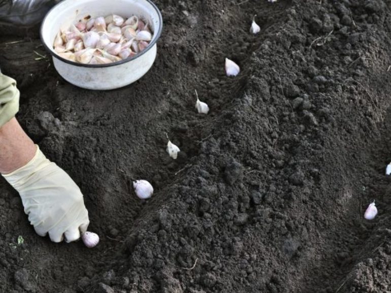 When to plant garlic