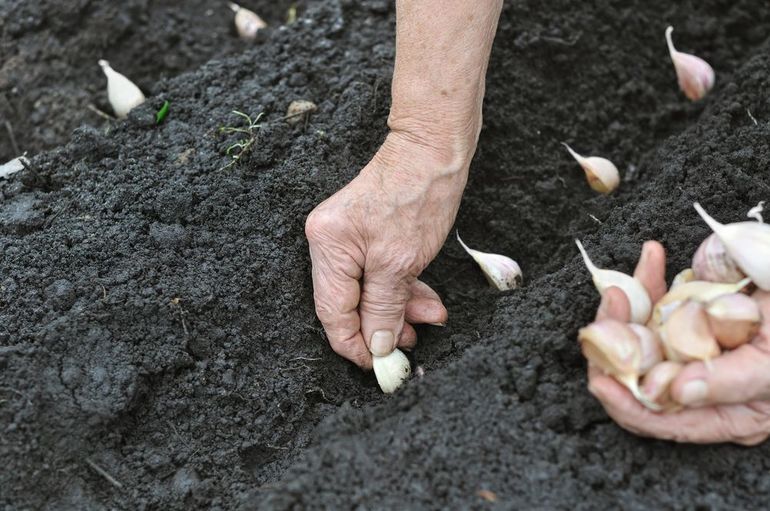The rules for planting garlic