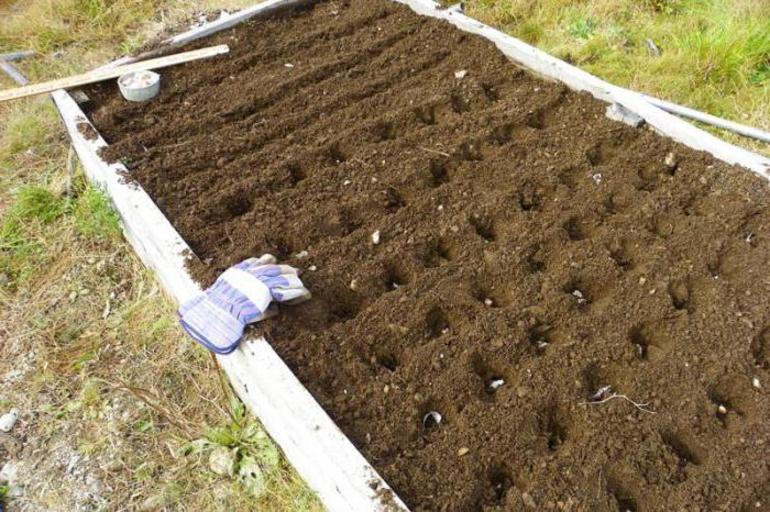 The distance when planting garlic