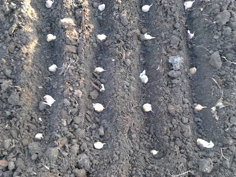The requirement for planting and growing garlic
