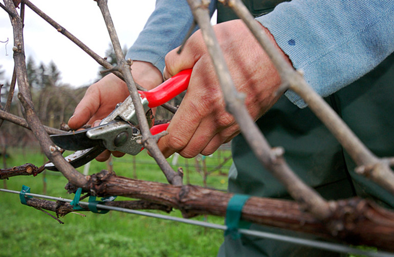 Autumn grape pruning for beginners