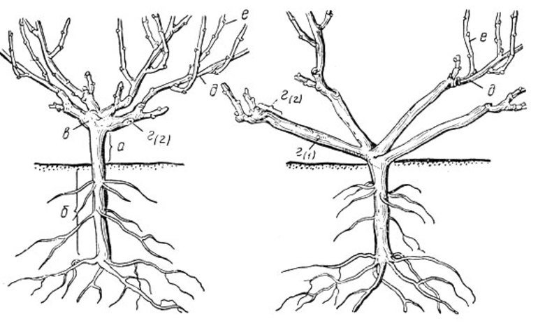 Parts of grapes
