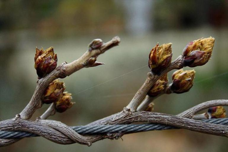 Plant formation