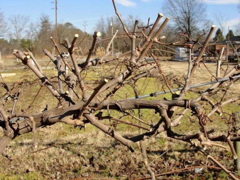 Grape pruning in the fall