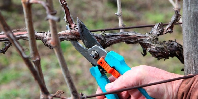Grape pruning scheme