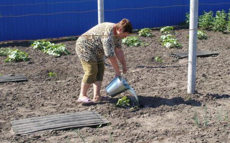 How to water and fertilize grapes
