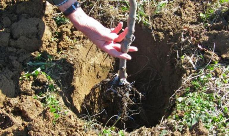 How to plant a pear in the fall
