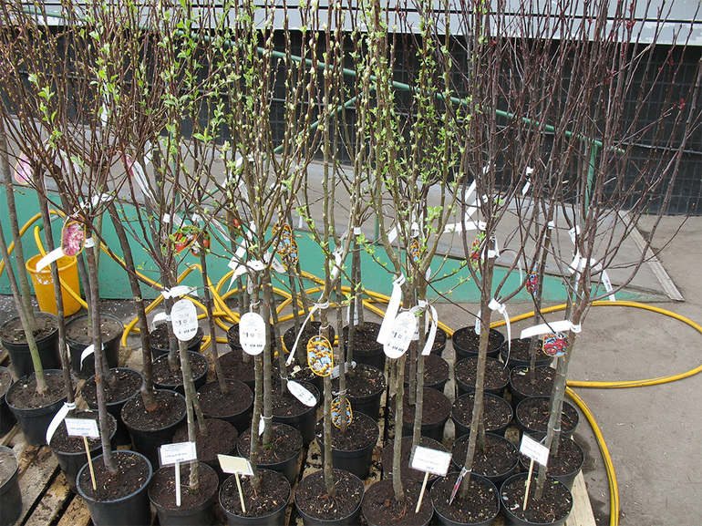 Sale of seedlings