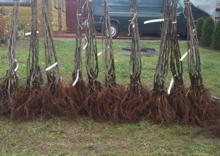 Pear Seedling Selection
