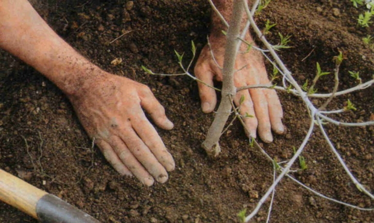 Rules for planting a pear