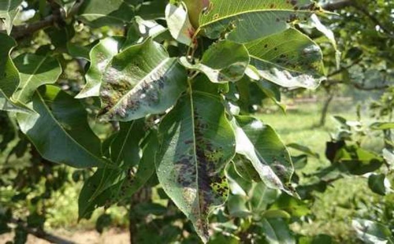 Scab on a pear