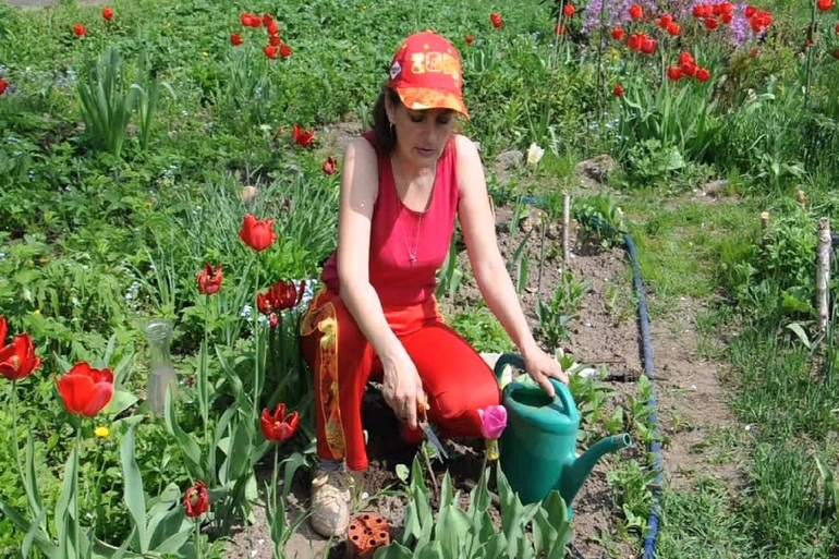 Savjeti o vrtlaru tulipana