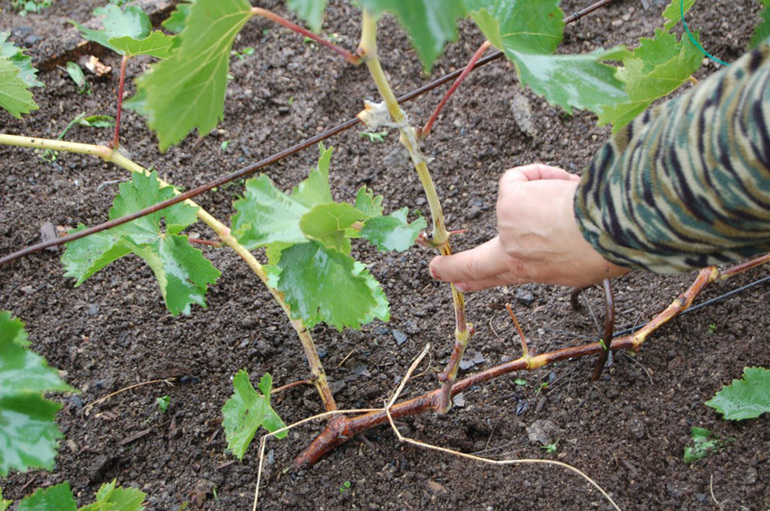 How to cover grapes for the winter