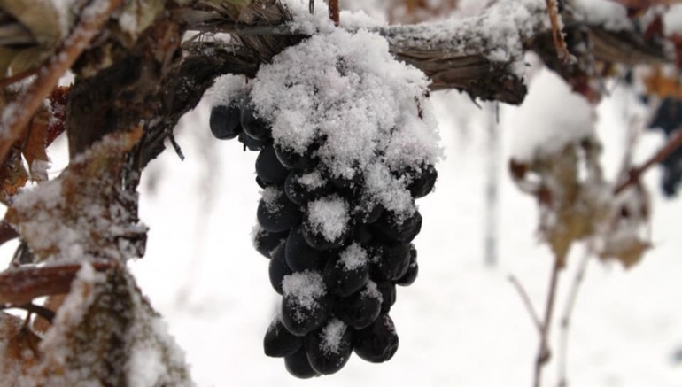 Shelter of grapes for the winter in the middle lane