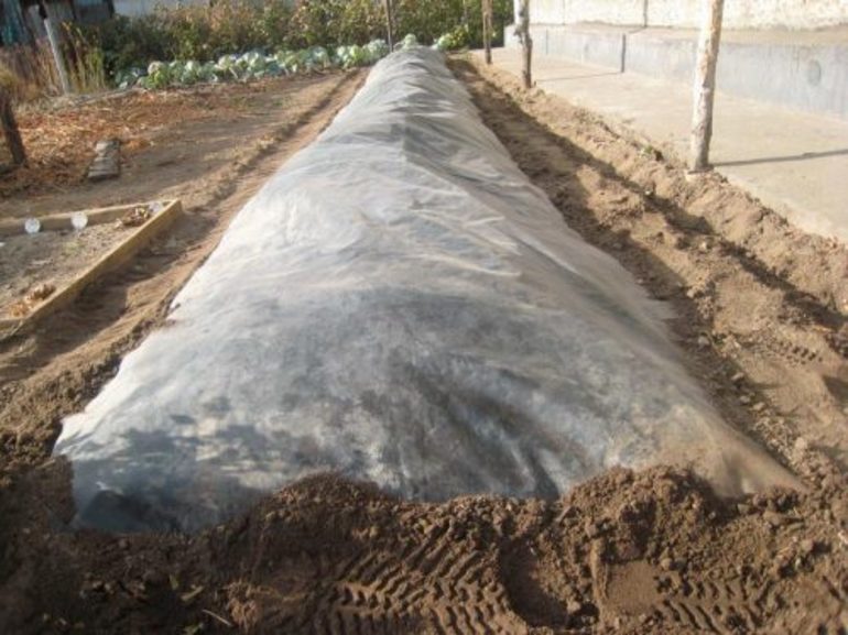 How to cover grapes