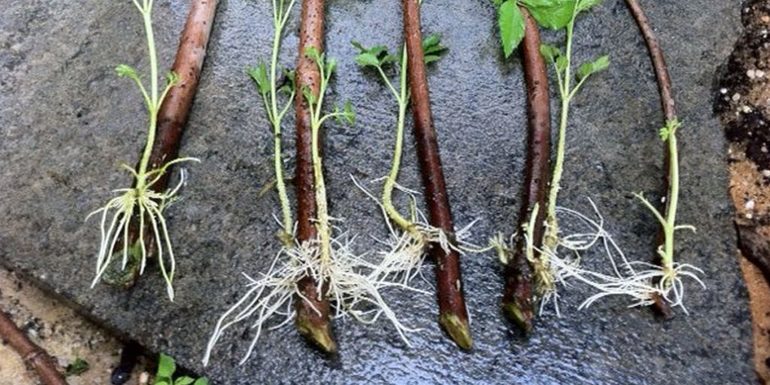 Propagation of raspberries by cuttings in autumn